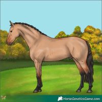 Horse Color:Bay Dun 