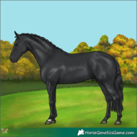 Horse Color:Black 