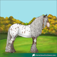 Horse Color:Liver Chestnut Mushroom Tobiano Appaloosa Rabicano