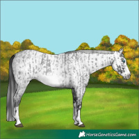 Horse Color:Blue Roan Splash Frame and Gray Blue Roan Splash Frame