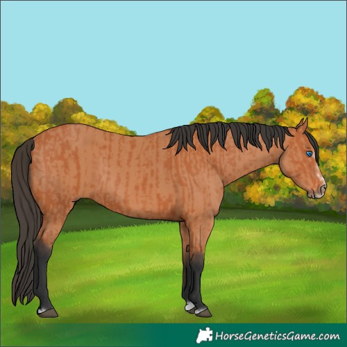 Horse Color:Bay Splash Frame and Bay Splash Frame