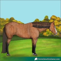 Horse Color:Bay Splash Frame  and Bay Splash Frame 