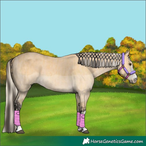 Horse Color:Palomino and Buckskin