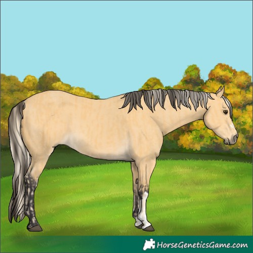 Horse Color:Palomino and Buckskin