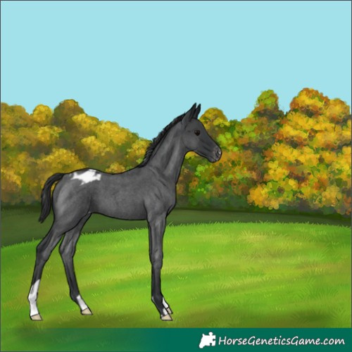 Horse Color:Blue Roan Appaloosa
