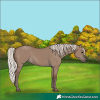 Horse Color:Silver Grullo 