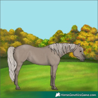 Horse Color:Silver Grullo 
