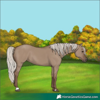 Horse Color:Silver Grullo 