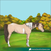 Horse Color:Amber Champagne Roan Tobiano 