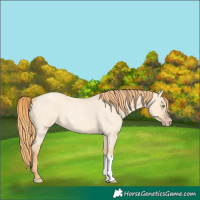 Horse Color:Gold Champagne Roan Dun Tobiano 