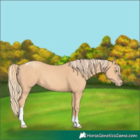Horse Color:Gold Champagne Tobiano 