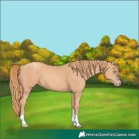 Horse Color:Gold Champagne Tobiano 