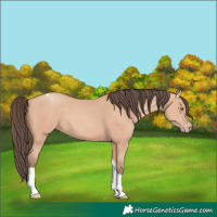 Horse Color:Amber Champagne Tobiano 