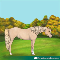 Horse Color:Gold Champagne Roan Tobiano 