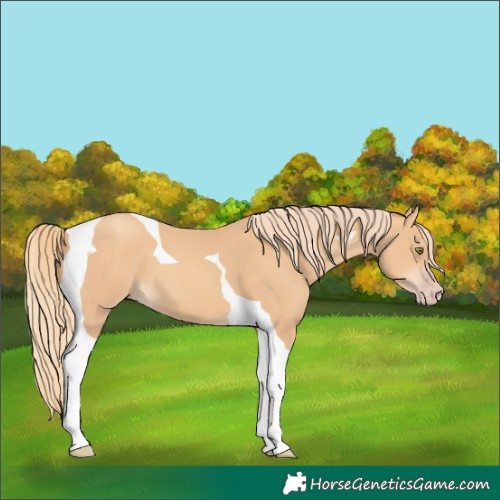 Horse Color:Gold Champagne Tobiano