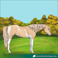 Horse Color:Gold Champagne Tobiano 