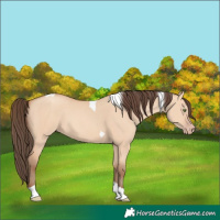 Horse Color:Amber Champagne Dun Tobiano 