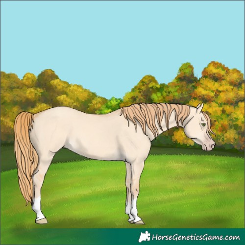 Horse Color:Gold Champagne Dun Tobiano