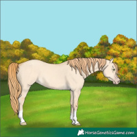 Horse Color:Gold Champagne Dun Tobiano 