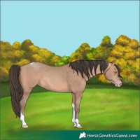 Horse Color:Amber Champagne Tobiano 