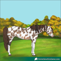 Horse Color:Bay Dun Tobiano Appaloosa Rabicano 