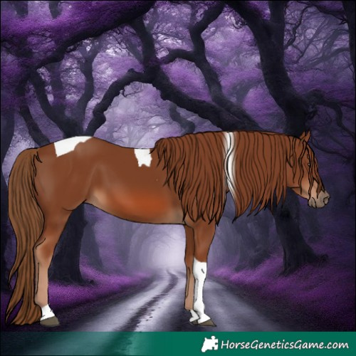 Horse Color:Chestnut Tobiano 