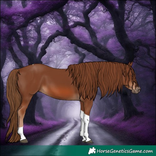 Horse Color:Chestnut Tobiano 