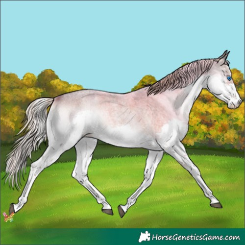 Horse Color:Liver Red Onyx Roan Splash