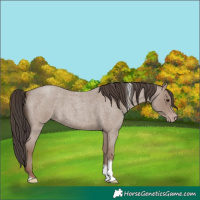 Horse Color:Classic Champagne Roan Tobiano 