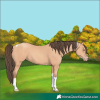Horse Color:Amber Champagne Tobiano
