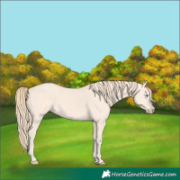 Horse Color:Perlino 