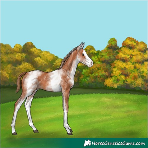 Horse Color:White Spotted Chestnut Splash 