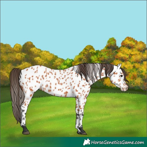 Horse Color:Bay Near Leopard