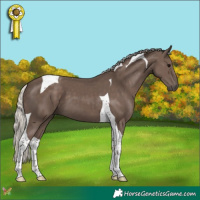 Horse Color:Silver Black Tobiano 