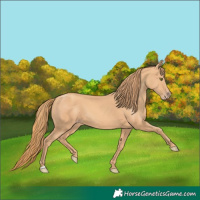 Horse Color:Gold Champagne 