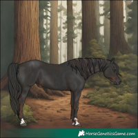 Horse Color:Liver Chestnut  and Black 