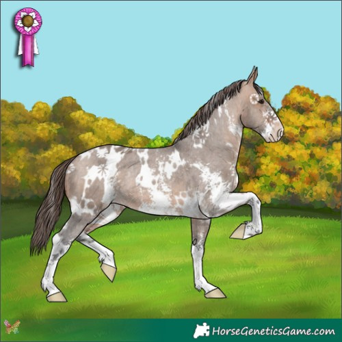 Horse Color:White Spotted Bay Dun Sabino Appaloosa Rabicano 