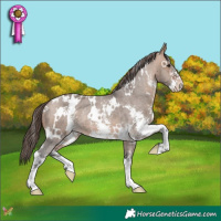 Horse Color:White Spotted Bay Dun Sabino Appaloosa Rabicano 