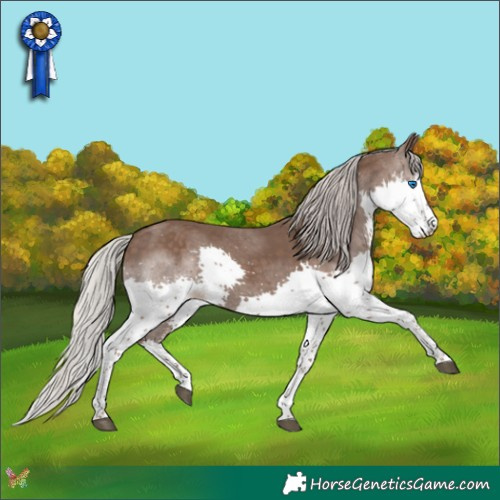 Horse Color:Silver Black Sabino Splash Rabicano