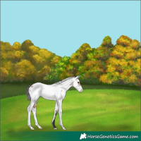 Horse Color:Brown Sabino Rabicano