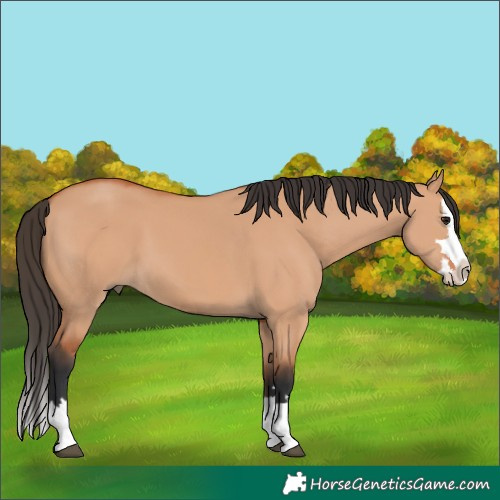 Horse Color:Bay Dun Splash