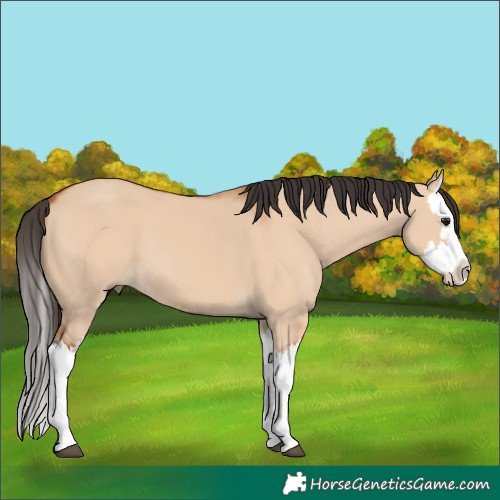 Horse Color:Bay Dun Splash 