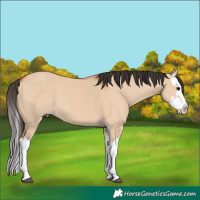 Horse Color:Bay Dun Splash 