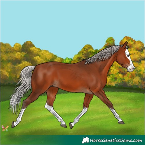 Horse Color:Silver Brown Splash 