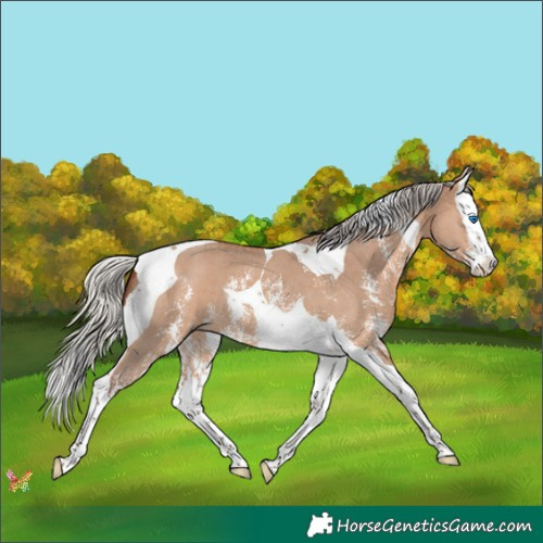 Horse Color:Silver Bay Dun Sabino Splash Tobiano