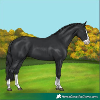 Horse Color:Unknown 