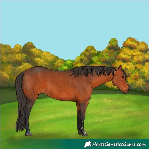 Horse Color:Bay and Bay