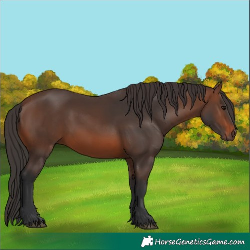 Horse Color:Brown 