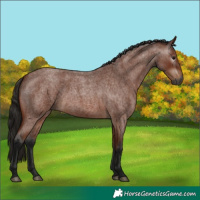 Horse Color:Unknown 