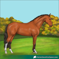 Horse Color:Unknown 